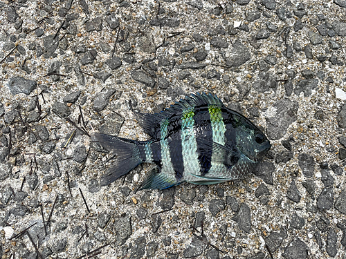 オヤビッチャの釣果