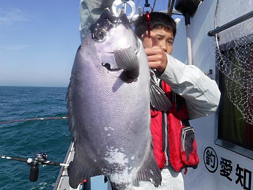 イシダイの釣果