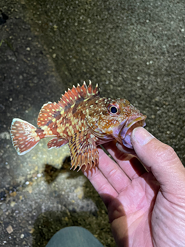 カサゴの釣果