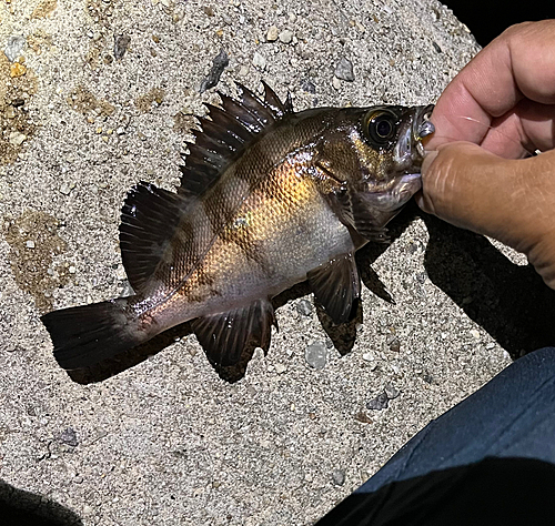 メバルの釣果