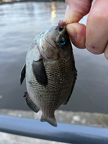 メジナの釣果