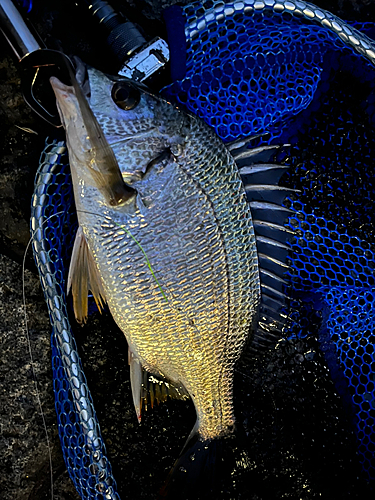 キビレの釣果