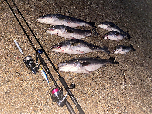 シーバスの釣果