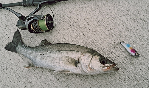 スズキの釣果