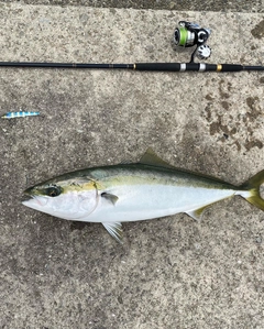 メジロの釣果