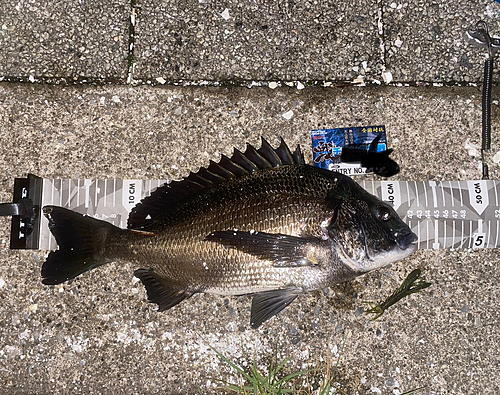 クロダイの釣果