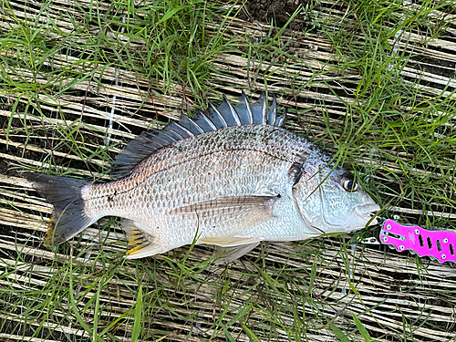 キビレの釣果