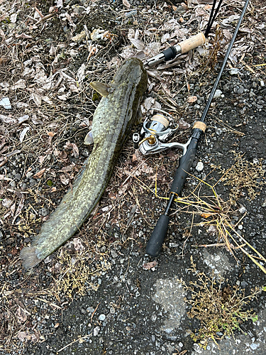 ナマズの釣果