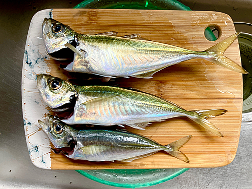 アジの釣果