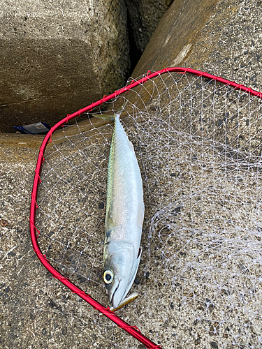 サバの釣果