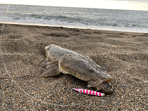 マゴチの釣果