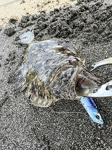 ソゲの釣果