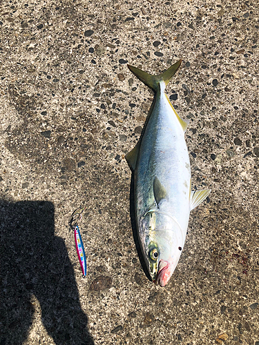 イナダの釣果