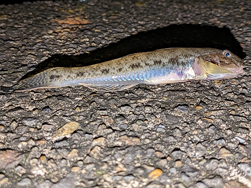 ハゼの釣果