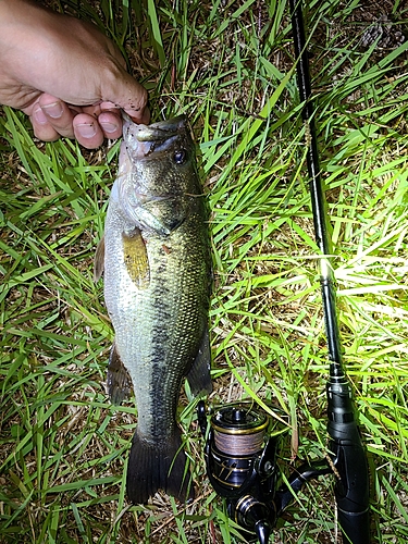 ラージマウスバスの釣果