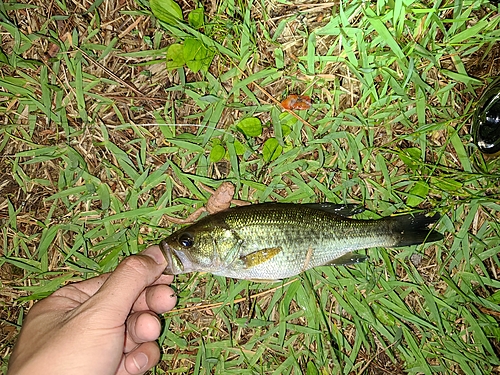 ラージマウスバスの釣果