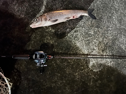 ニゴイの釣果