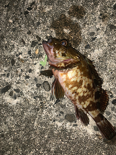 カサゴの釣果