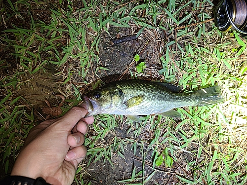 ラージマウスバスの釣果