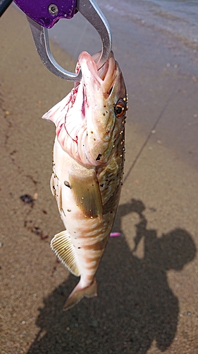 ホッケの釣果