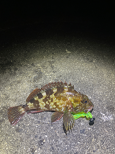 カサゴの釣果