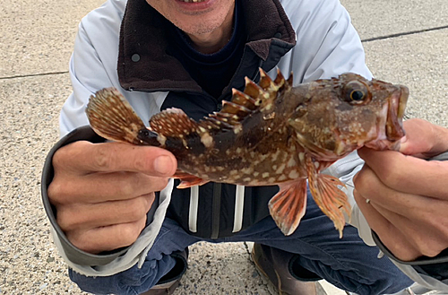 カサゴの釣果