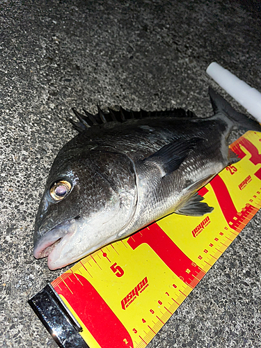 クロダイの釣果