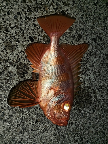 チカメキントキの釣果