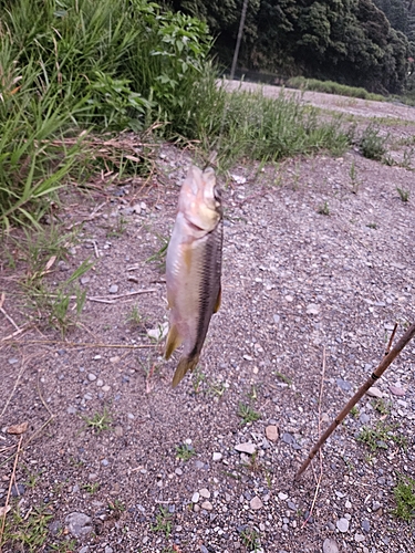 カワムツの釣果