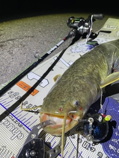 ナマズの釣果