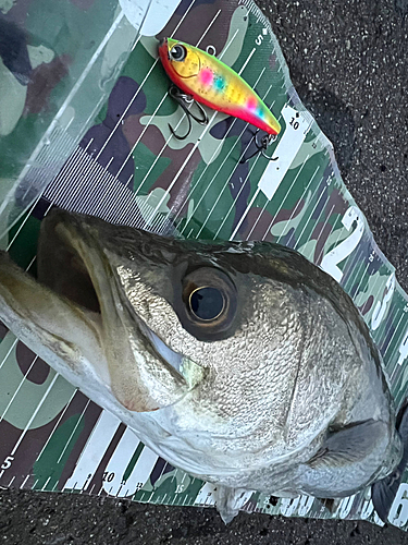 シーバスの釣果