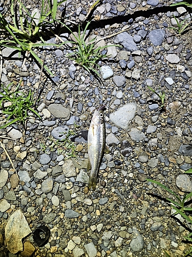 カワムツの釣果