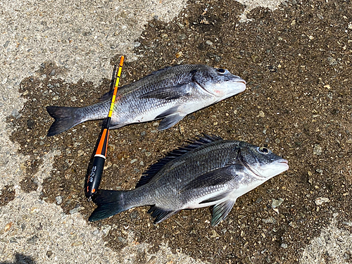 チヌの釣果