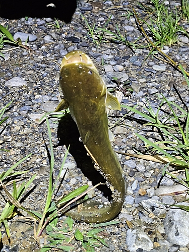 ナマズの釣果