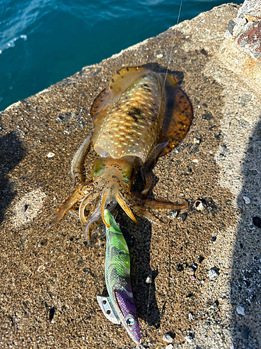 アオリイカの釣果