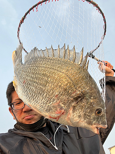 チヌの釣果