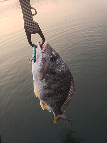 キビレの釣果