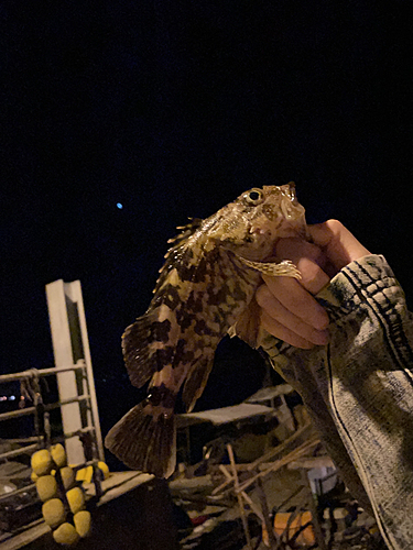 アラカブの釣果