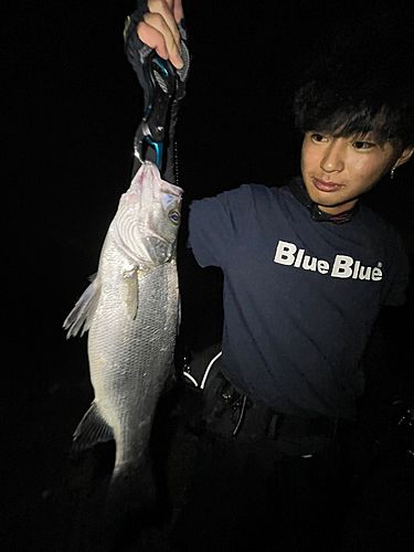 ヒラスズキの釣果