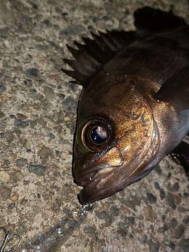 メバルの釣果