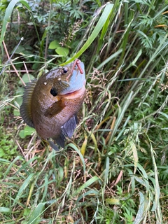 ブルーギルの釣果