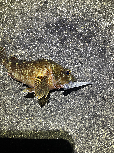 カサゴの釣果