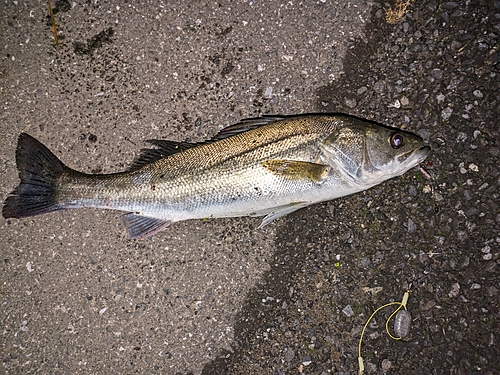 フッコ（マルスズキ）の釣果