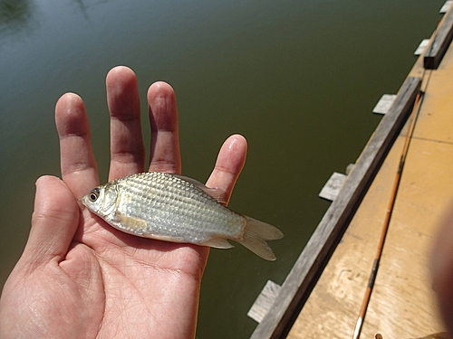 マブナの釣果