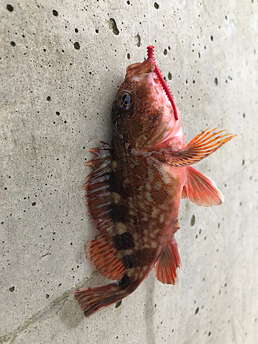 カサゴの釣果