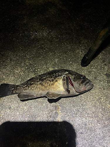 タケノコメバルの釣果