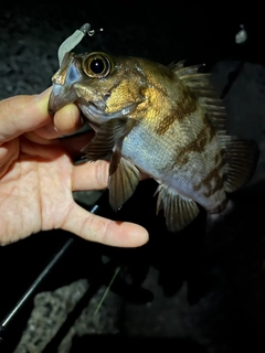 メバルの釣果