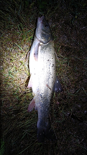 ウグイの釣果