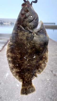 クロガシラガレイの釣果