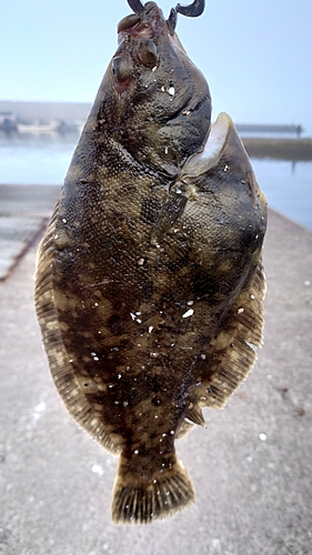 クロガシラガレイの釣果